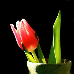 IMG_3169 copy